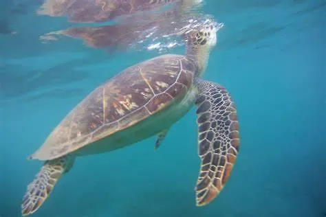 Grandes Villas Luxueuses 4 Etoiles Face A La Reserve Cousteau & Ses Tortues Bouillante